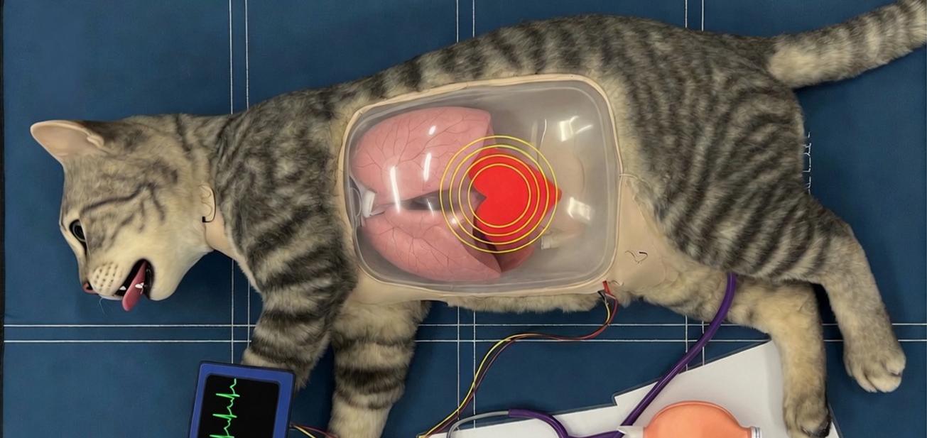 Dynamic Content Image